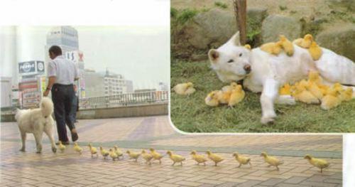 Un chien qui a adopte une portee de poussins - animal love