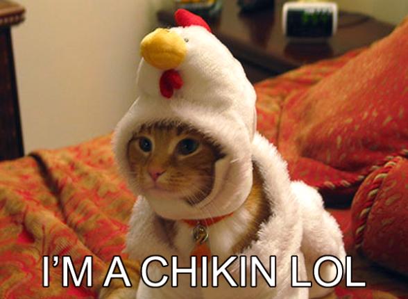 Pauvre chat lol - chicken costume cat