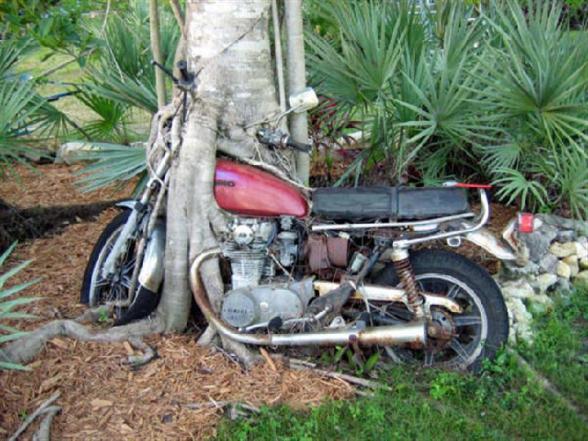 Une moto incrustee dans un arbre :o - crazy bike tree