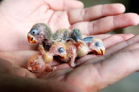 Et dire que ca va faire de jolis peroquets multicolores - des tout petit bebes peroquets bien moche