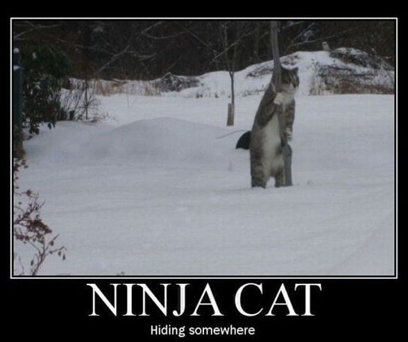 Ninja cat, il se cache sur cette photo, mais ou est il ? :) - ninja cat un chat ninja se cache sur cette photo difficile a le croire lol