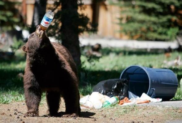 Pepsi a aussi son ours comme Coca Cola  - pepsi aussi a son ours