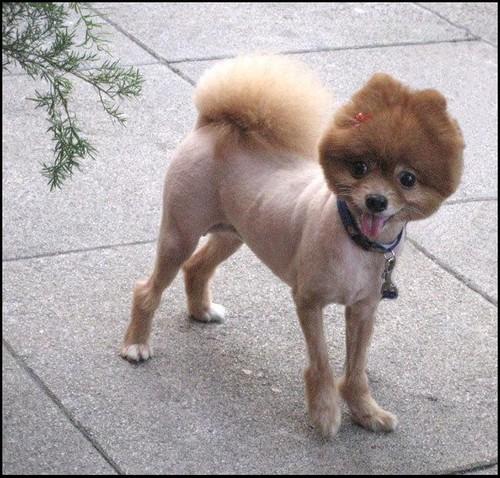 Pauvre chien ! - poor dog
