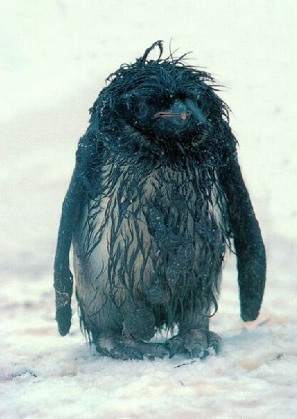 Wtf ?? Un pingouin avec du petrole ou bien ? - strange animal un etrange animal tout noir qui ressemble a un pingouin qui aurait croise une nappe de fuel