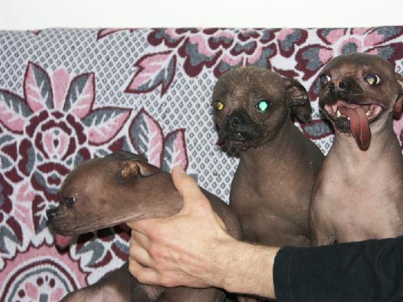 Des chiens tres tres laid - ugly dog