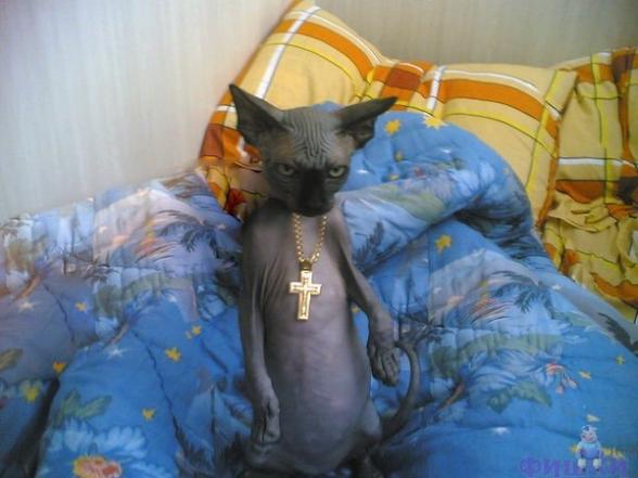Un chat qui preche la bonne parole - un chat gourou