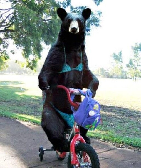 Il est sexy cet ours en bikini sur son velo :) - un gros ours qui fait de la bicyclette en maillot de bain