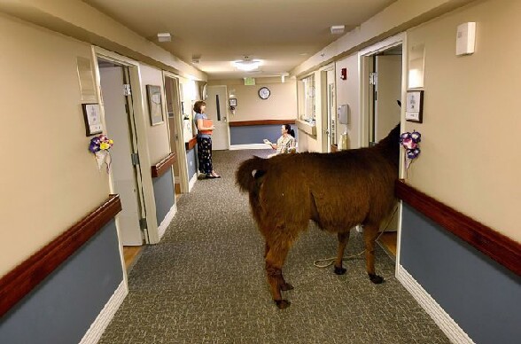 Un lama perdu dans les couloirs d un hopital - un lama qui s est perdu dans les couloirs d un hopital