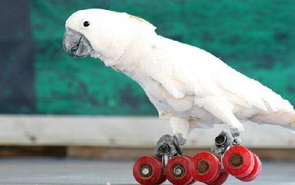 Un perroquet qui fait du roller ... - un perroquet qui fait du roller tranquille