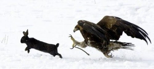 Les aigles ne font pas que voler pour chasser - un petit lapin poursuivi au sol par un aigle a pied
