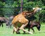 Une girafe qui essaye de se faire un ane :s